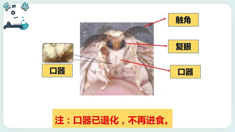 2.5茧中钻出了蚕蛾 课件第6页