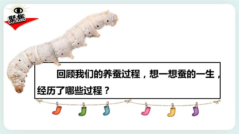 2.6蚕的一生 课件+教案02