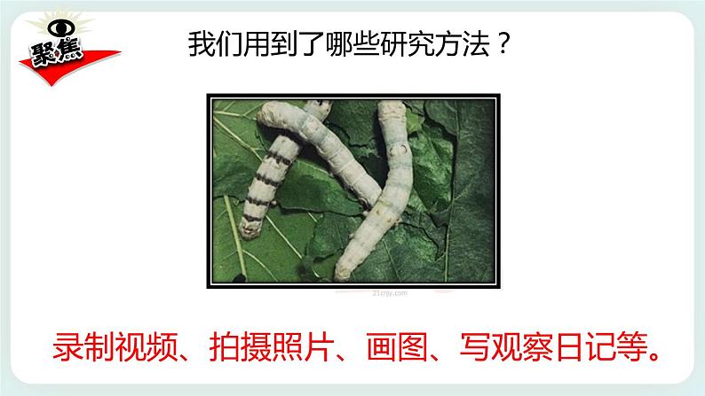 2.6蚕的一生 课件+教案03