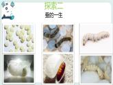 2.6蚕的一生 课件+教案