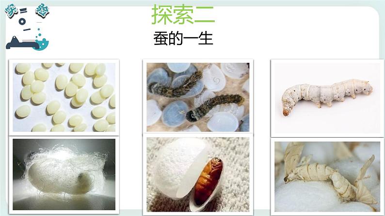 2.6蚕的一生 课件+教案05