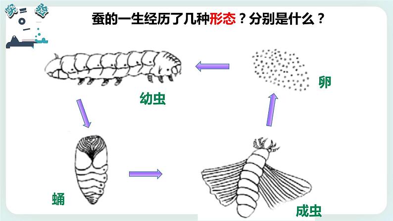 2.6蚕的一生 课件+教案06