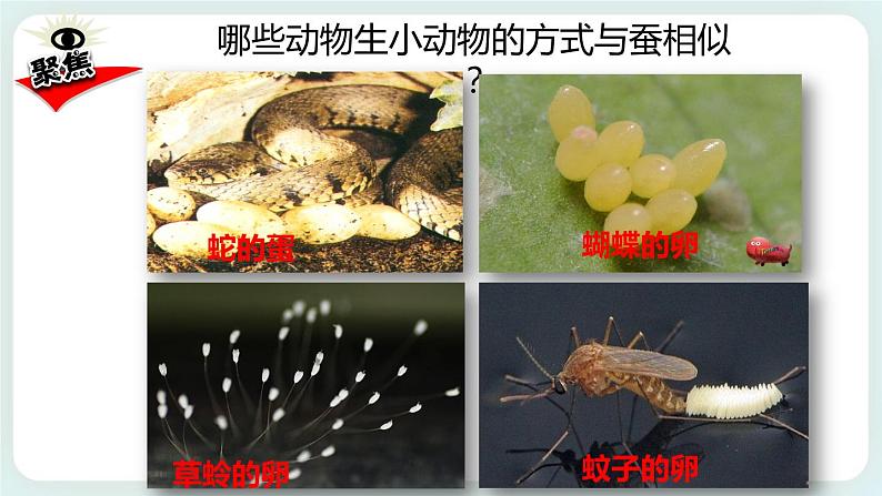 2.7动物的繁殖 课件第2页