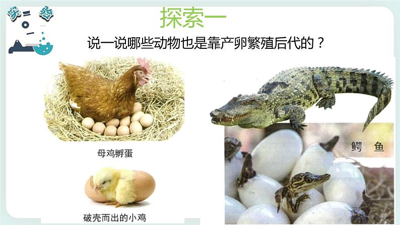 2.7动物的繁殖 课件第4页