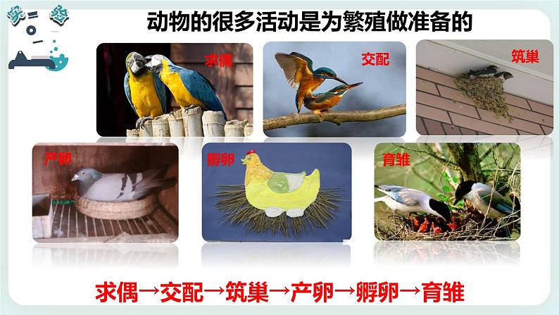 2.7动物的繁殖 课件第6页