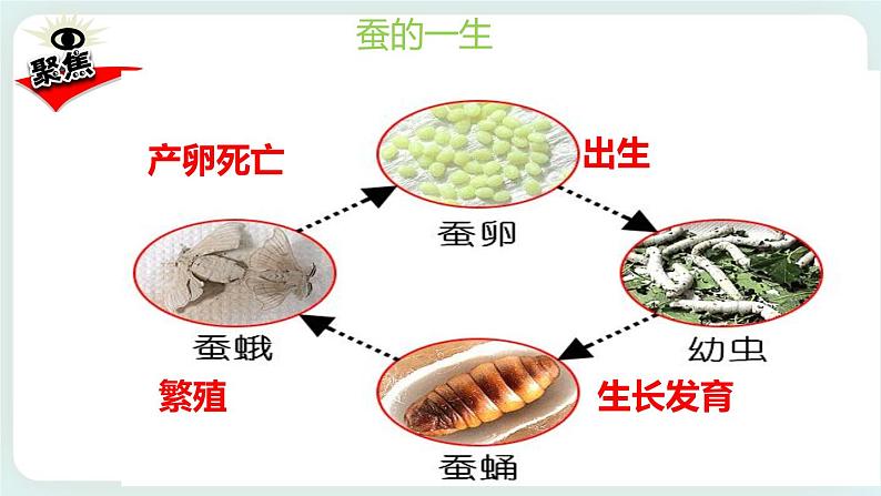 2.8动物的一生 课件+教案02