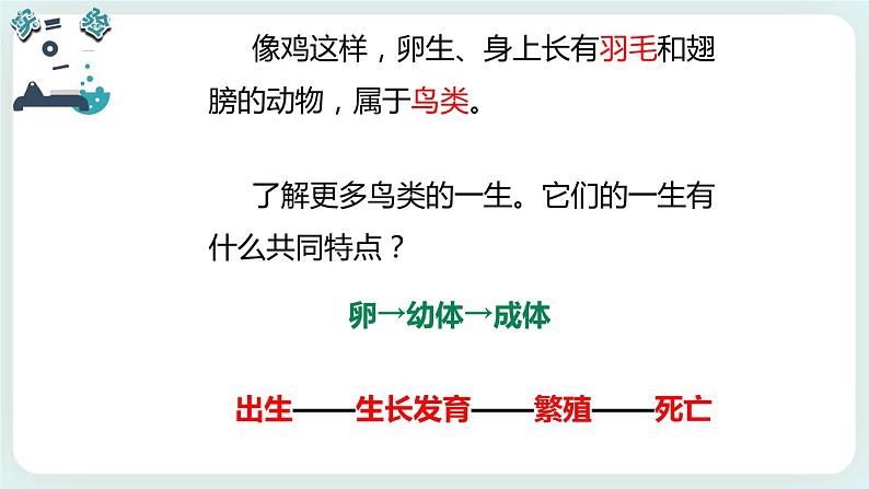 2.8动物的一生 课件+教案05