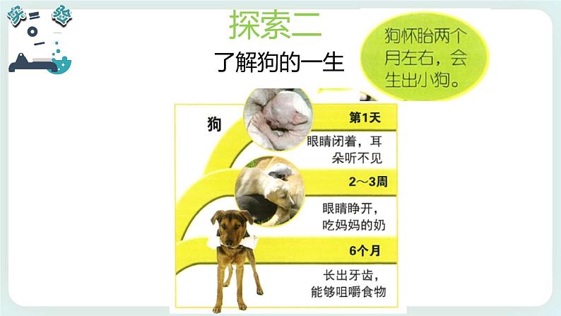 2.8动物的一生 课件+教案06