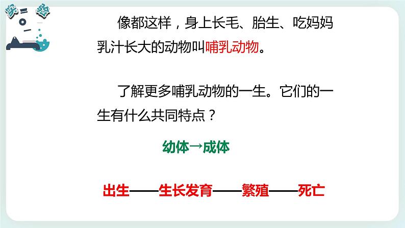 2.8动物的一生 课件+教案07
