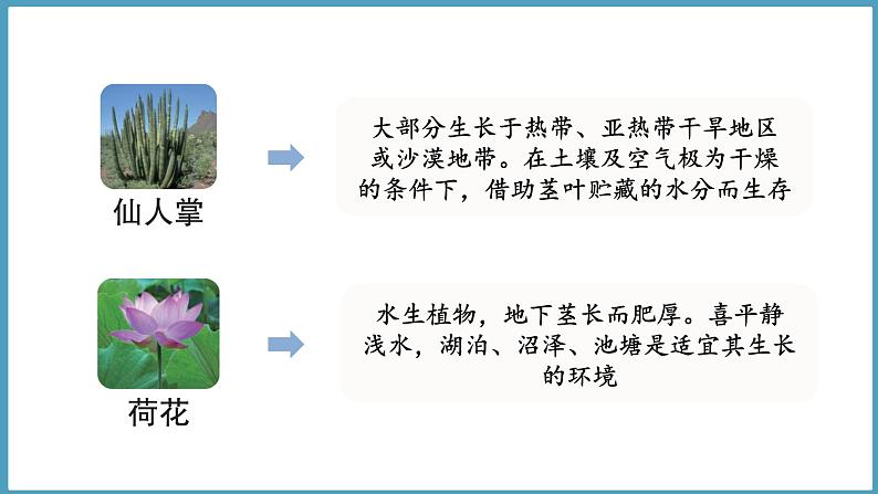 1.4  植物与环境（课件）六年级科学下册大象版（2017）第4页