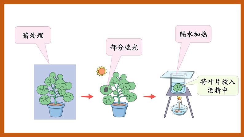 4.3  植物的“食物”（课件）五年级科学下册大象版（2017）第5页