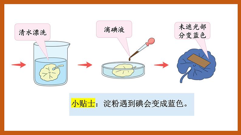 4.3  植物的“食物”（课件）五年级科学下册大象版（2017）第6页