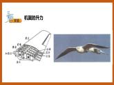 5.2  鸟和飞机（课件）五年级科学下册大象版（2017）