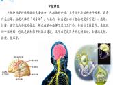 18从刺激到反应 课件+教案+试题+素材