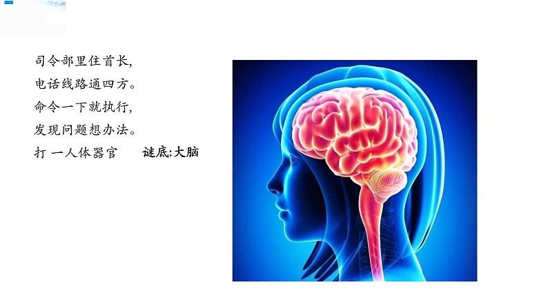 19我们的大脑 课件第1页