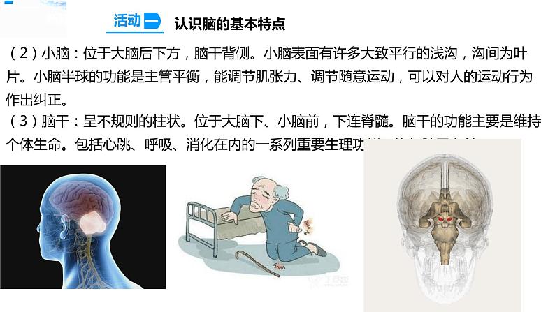19我们的大脑 课件第5页