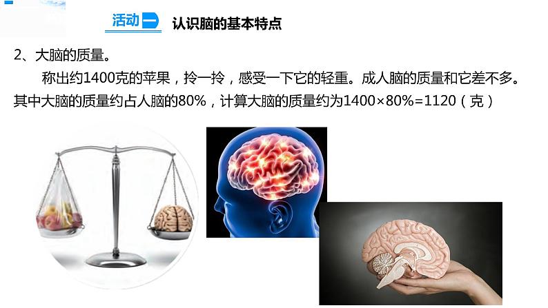 19我们的大脑 课件第6页