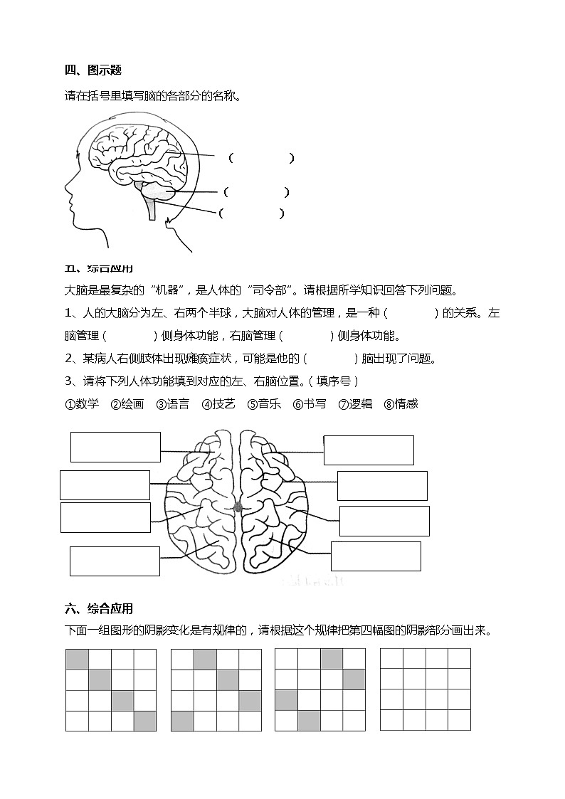 19我们的大脑 试题（含答案解析）第2页