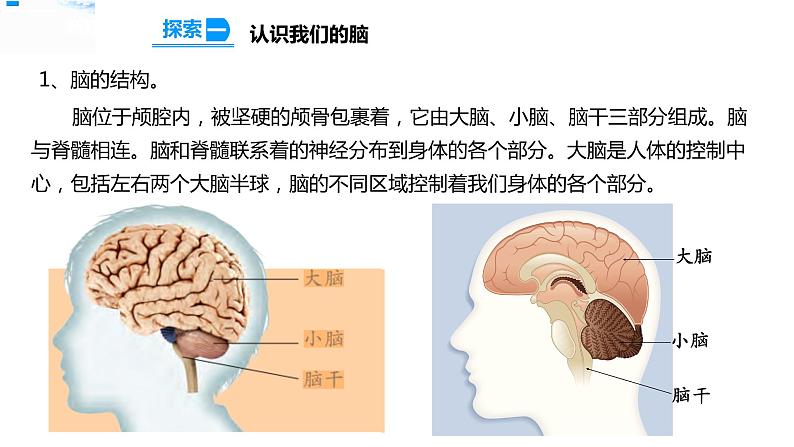 五年级上册科学资料包-4.4身体的“总指挥”【课件+教案+试题+素材】教科版07