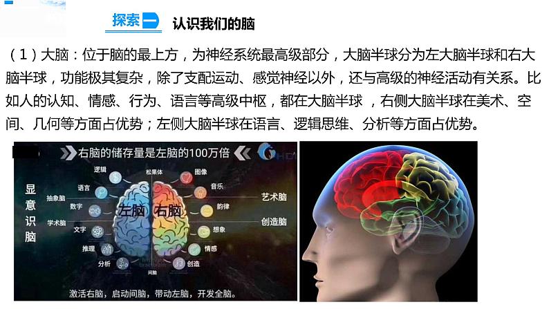 五年级上册科学资料包-4.4身体的“总指挥”【课件+教案+试题+素材】教科版08