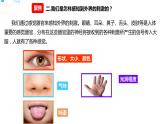 五年级上册科学资料包-4.5身体的“联络员”【课件+教案+试题+素材】教科版