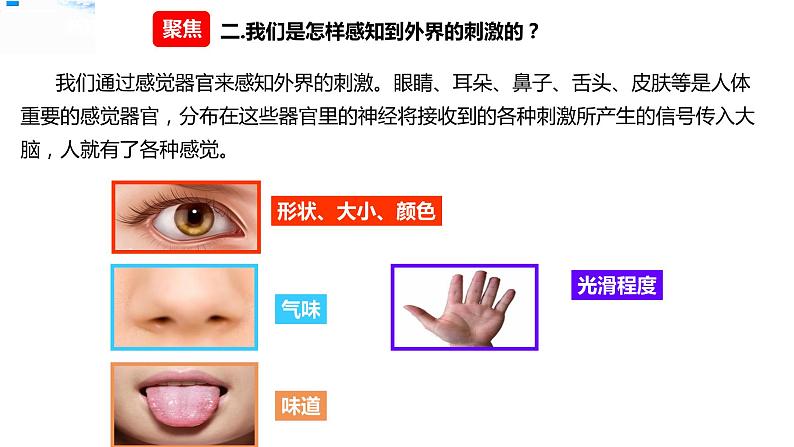 五年级上册科学资料包-4.5身体的“联络员”【课件+教案+试题+素材】教科版04