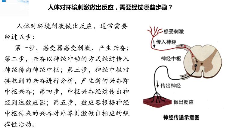 五年级上册科学资料包-4.6学会管理和控制自己【课件+教案+试题+素材】教科版02