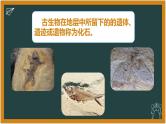 湘科版科学（2017）六年级下册2.1《化石带给我们的信息》课件
