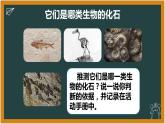 湘科版科学（2017）六年级下册2.1《化石带给我们的信息》课件