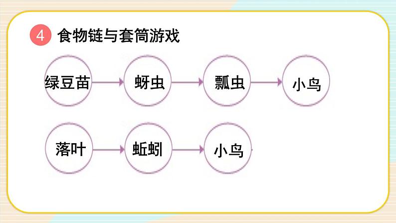 第6课 食物链和食物网课件PPT第8页