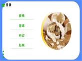 教科版三下科学2.2《认识其他动物的卵》课件（送教案练习）