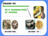 教科版三下科学2.2《认识其他动物的卵》课件（送教案练习）