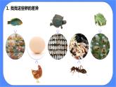 教科版三下科学2.2《认识其他动物的卵》课件（送教案练习）