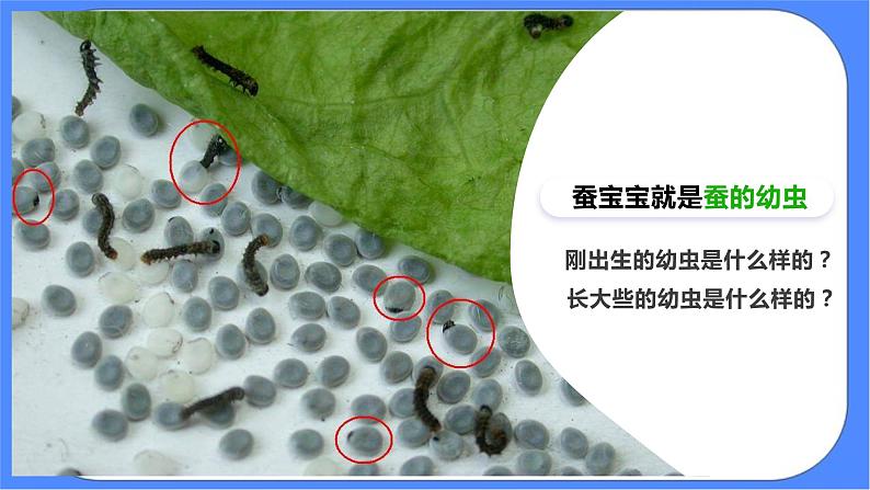 2.3《蚕长大了》课件 教科版三下科学第4页
