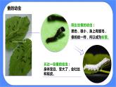 教科版三下科学2.3《蚕长大了》课件+素材（送教案练习）