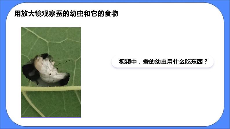 2.3《蚕长大了》课件 教科版三下科学第8页