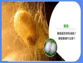 教科版三下科學(xué)2.4《蠶變了新模樣》課件+素材（送教案練習(xí)）