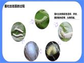 教科版三下科學(xué)2.4《蠶變了新模樣》課件+素材（送教案練習(xí)）