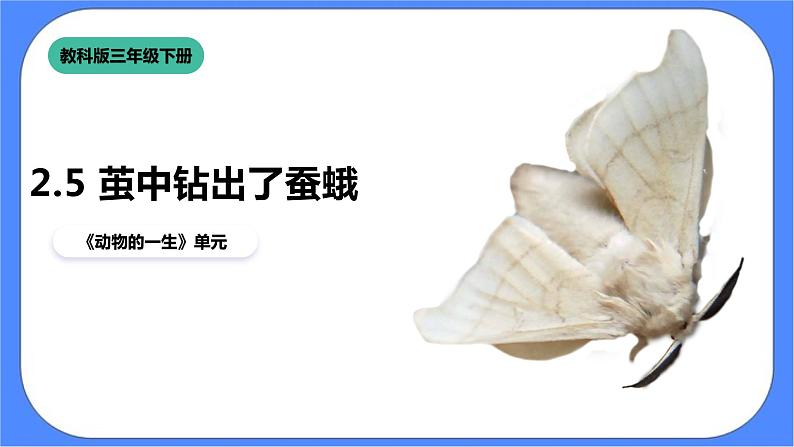教科版三下科学2.5《茧中钻出了蚕蛾》课件+素材（送教案练习）01