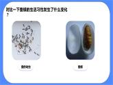 教科版三下科学2.5《茧中钻出了蚕蛾》课件+素材（送教案练习）