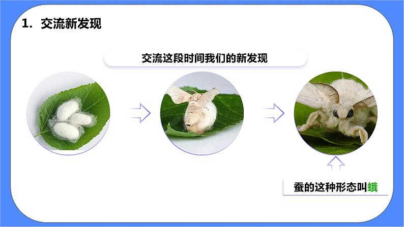 教科版三下科学2.5《茧中钻出了蚕蛾》课件+素材（送教案练习）06