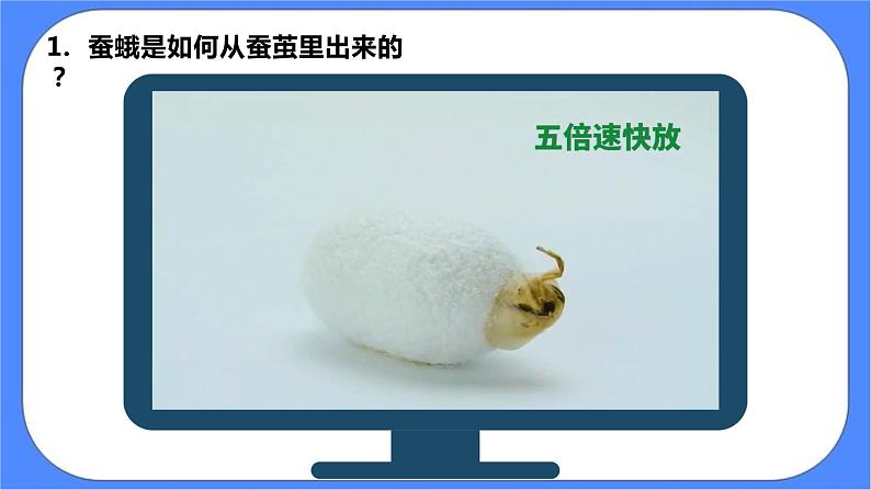 教科版三下科学2.5《茧中钻出了蚕蛾》课件+素材（送教案练习）07