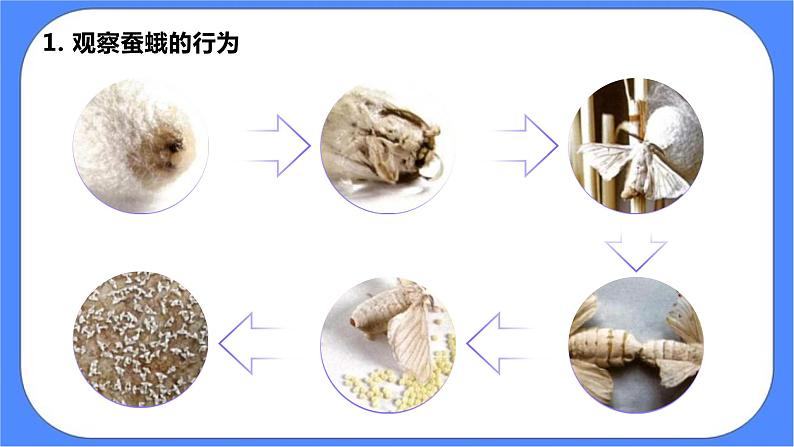 教科版三下科学2.5《茧中钻出了蚕蛾》课件+素材（送教案练习）08