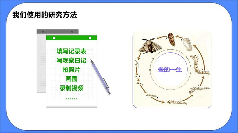 教科版三下科学2.6《蚕的一生》课件（送教案）03