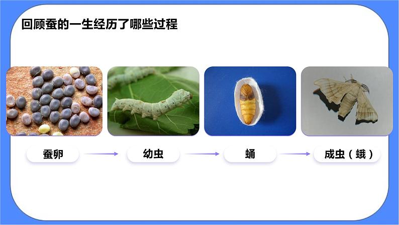 教科版三下科学2.6《蚕的一生》课件（送教案）04