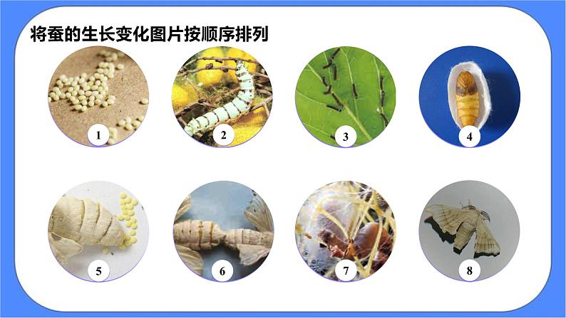 教科版三下科学2.6《蚕的一生》课件（送教案）06