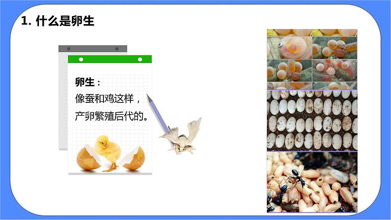 2.7《动物的繁殖》课件 教科版三下科学第6页