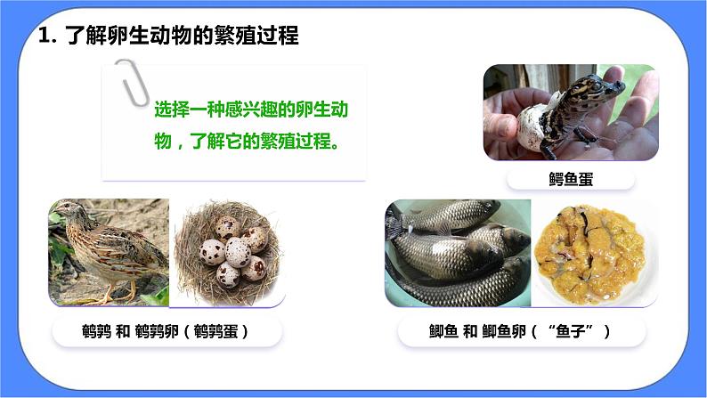 2.7《动物的繁殖》课件 教科版三下科学第7页