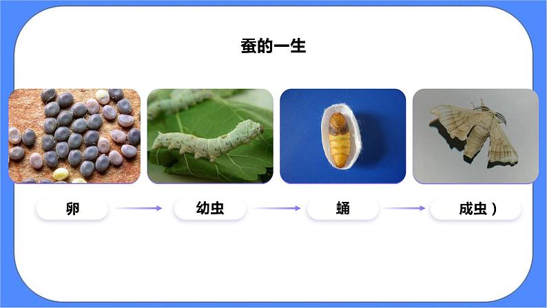 教科版三下科学2.8《动物的一生》课件（送教案练习）02