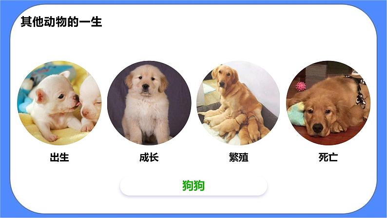 教科版三下科学2.8《动物的一生》课件（送教案练习）04
